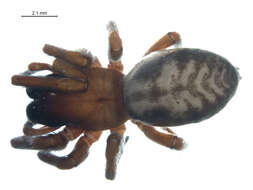 Image of Callobius enus (Chamberlin & Ivie 1947)