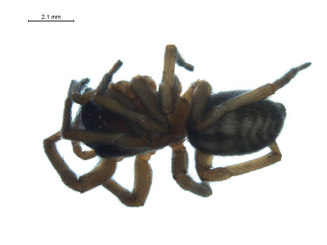 Image of Callobius enus (Chamberlin & Ivie 1947)