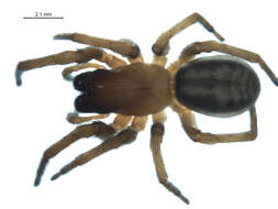 Image of Callobius enus (Chamberlin & Ivie 1947)