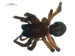 Image of Callobius enus (Chamberlin & Ivie 1947)