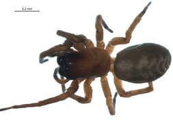 Image of Callobius enus (Chamberlin & Ivie 1947)