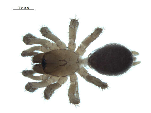 Image of Foldingdoor Spider