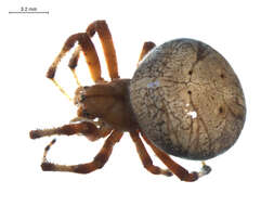 Image of Angulate & Roundshouldered Orbweaver