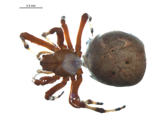 Image of Angulate & Roundshouldered Orbweaver