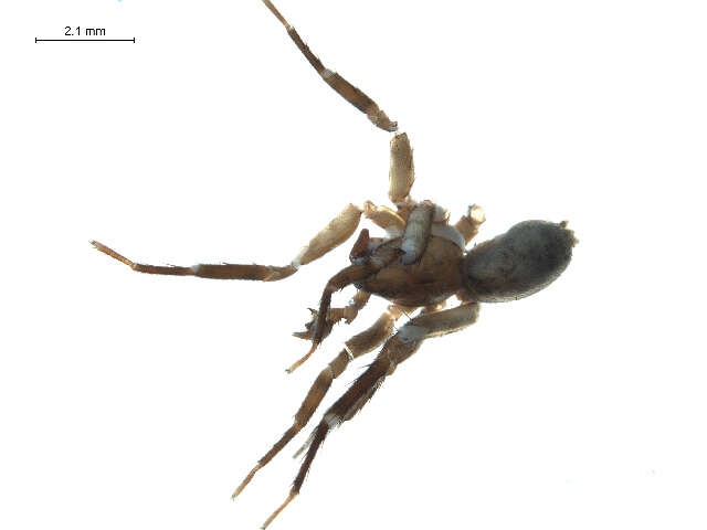 Image of soft spiders