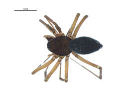 Image of Thaleria leechi Eskov & Marusik 1992