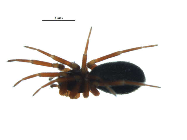 Image of Walckenaeria vigilax (Blackwall 1853)