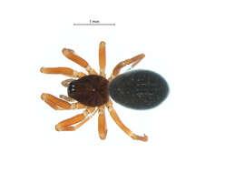 Image of Walckenaeria occidentalis Millidge 1983