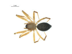 Image of Wubana drassoides (Emerton 1882)