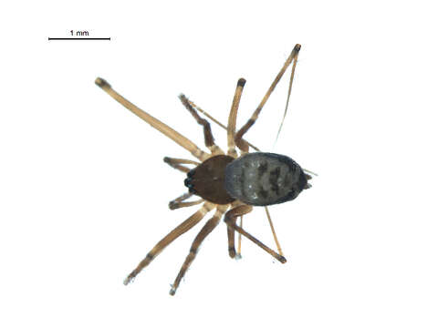 Arcuphantes sylvaticus Chamberlin & Ivie 1943 resmi