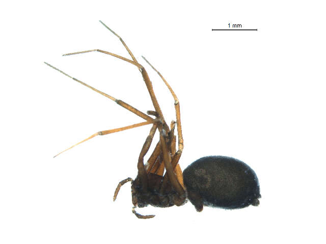 Image of Agyneta flibuscrocus Dupérré 2013