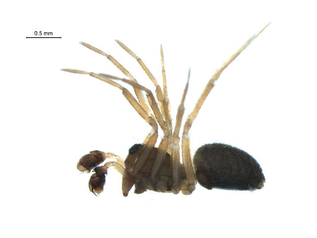 Image of Sisicottus panopeus Miller 1999