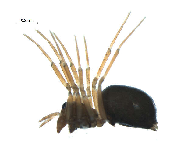 Image of Sisicottus panopeus Miller 1999