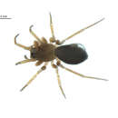 Image of Scotinotylus bicavatus Millidge 1981