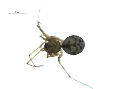 Image of Poeciloneta lyrica (Zorsch 1937)