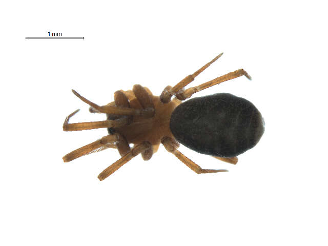 Image of Oreonetides filicatus (Crosby 1937)