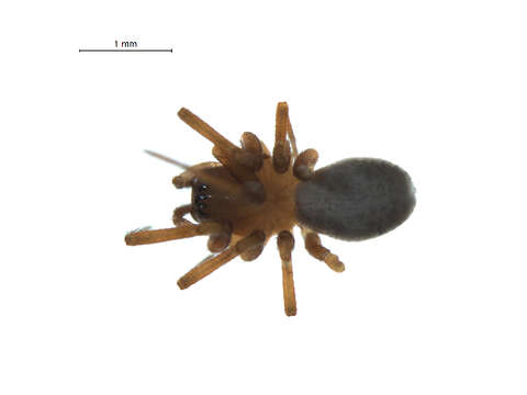 Image of Oreonetides filicatus (Crosby 1937)