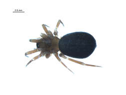 Image of Aphileta microtarsa (Emerton 1882)