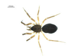 Image of Agyneta protrudens (Chamberlin & Ivie 1933)