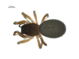 Image of Scotinotylus sacer (Crosby 1929)