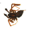 Image of Pardosa sodalis Holm 1970