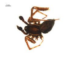 Image of Pardosa sodalis Holm 1970