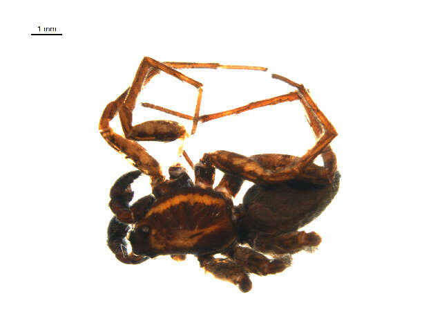 Image of Pardosa sodalis Holm 1970