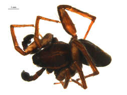 Image of Pardosa sodalis Holm 1970