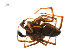 Image of Pardosa sodalis Holm 1970