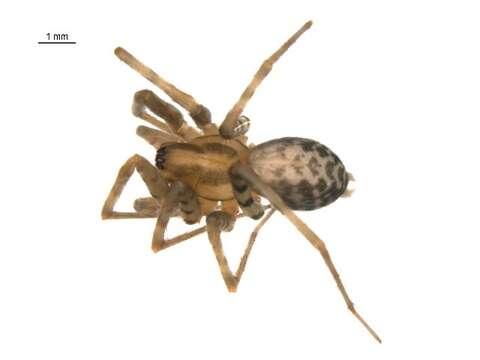 Image of Barn Funnel Weaver