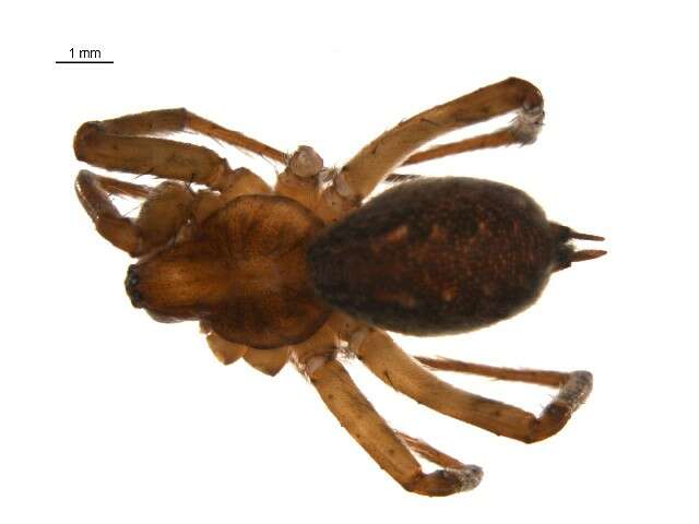 Image of Utah Funnel-web Spider