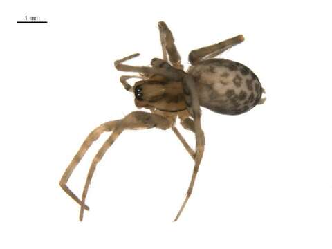 Image of Barn Funnel Weaver