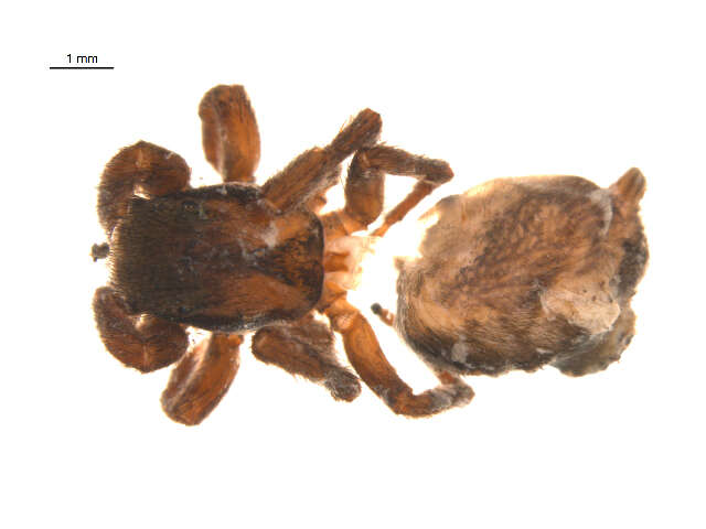 Image of Habronattus jucundus (Peckham & Peckham 1909)