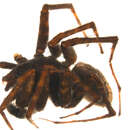 Image of Pardosa bucklei Kronestedt 1975