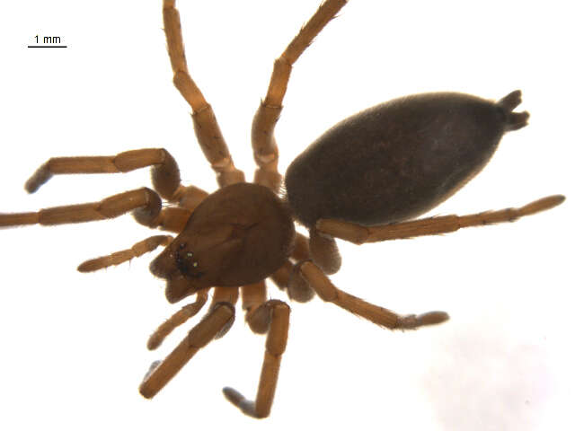 Image of Orodrassus