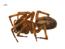 Image of Callobius pictus (Simon 1884)