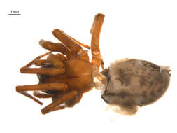 Image of Callobius pictus (Simon 1884)