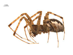 Image of Hammock Spider