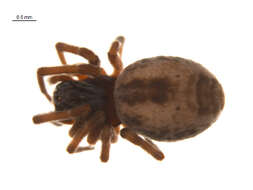 Image of Dictyna arundinacea (Linnaeus 1758)