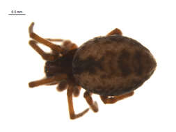 Image de Dictyna arundinacea (Linnaeus 1758)