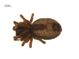 Image de Dictyna arundinacea (Linnaeus 1758)