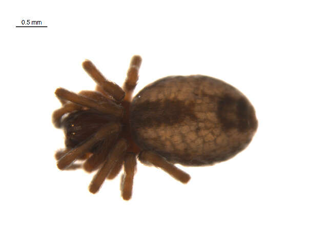 Image of Dictyna arundinacea (Linnaeus 1758)