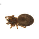 Image of Emblyna annulipes (Blackwall 1846)