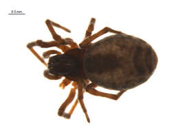 Image of Dictyna arundinacea (Linnaeus 1758)