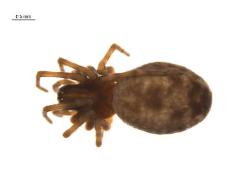 Image of Emblyna annulipes (Blackwall 1846)