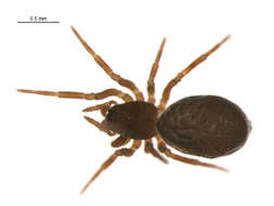 Image of Erigonoploides