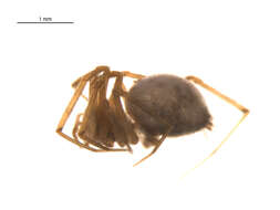 Lepthyphantes turbatrix (O. Pickard-Cambridge 1877) resmi