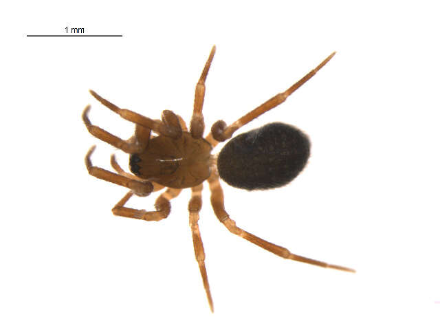 Image of Aphileta microtarsa (Emerton 1882)