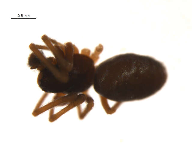 Image of Dictyna uncinata Thorell 1856