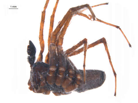 صورة Pardosa groenlandica (Thorell 1872)